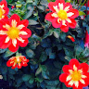 Meet your Posher, Princess